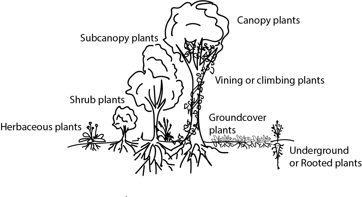 Image illustrating layers of the Forest Garden