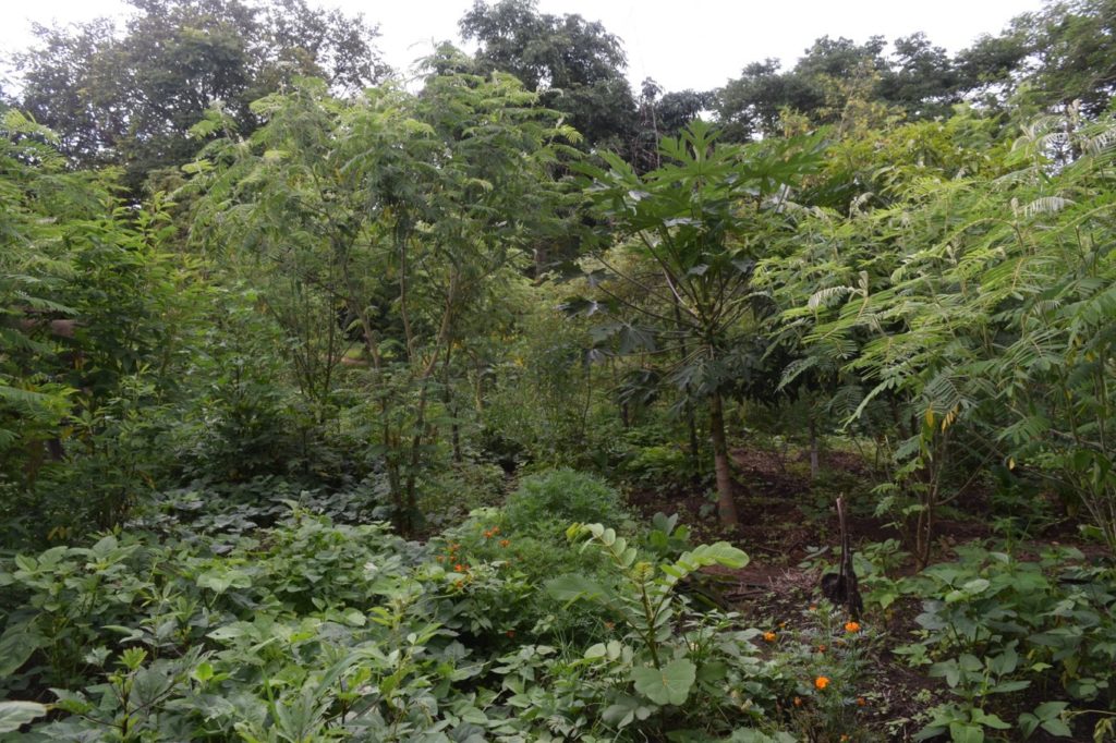orest garden layers at Kusamala Institute of Agriculture and Ecology in Lilongwe, Malawi